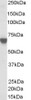 46-505 (0.03ug/ml) staining of A431 lysate (35ug protein in RIPA buffer) . Primary incubation was 1 hour. Detected by chemiluminescence.