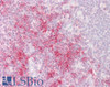 46-509 (0.5ug/ml) staining of U937 cell lysate (35ug protein in RIPA buffer) . Primary incubation was 1 hour. Detected by chemiluminescence.