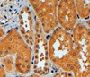46-517 (4ug/ml) staining of paraffin embedded Human Kidney. Steamed antigen retrieval with citrate buffer pH 6, HRP-staining.