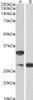 42-919 (10ug/ml) staining of paraffin embedded Human Liver. Heat induced antigen retrieval with citrate buffer pH 6, HRP-staining.