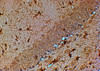 46-531 (4ug/ml) staining of paraffin embedded Mouse Hippocampus. Steamed antigen retrieval with citrate buffer pH 6, HRP-staining. Similar results were obtained after antigen retrieval at pH9.