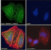 46-531 Immunofluorescence analysis of paraformaldehyde fixed U2OS cells, permeabilized with 0.15% Triton. Primary incubation 1hr (10ug/ml) followed by Alexa Fluor 488 secondary antibody (2ug/ml) , showing nuclear and cytoplasmic staining. Actin filaments