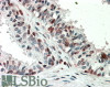 42-958 (5ug/ml) staining of paraffin embedded Human Tonsil. Steamed antigen retrieval with citrate buffer pH 6, AP-staining.