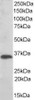 46-541 (0.01ug/ml) staining of Human Liver lysate (35ug protein in RIPA buffer) . Primary incubation was 1 hour. Detected by chemiluminescence.