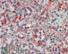 46-541 (3.75ug/ml) staining of paraffin embedded Human Spleen Steamed antigen retrieval with citrate buffer pH 6, AP-staining. <strong>This data is from a previous batch, not on sale.</strong>