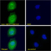 46-544 Immunofluorescence analysis of paraformaldehyde fixed U2OS cells, permeabilized with 0.15% Triton. Primary incubation 1hr (10ug/ml) followed by Alexa Fluor 488 secondary antibody (4ug/ml) , showing cytoplasmic /Plasma Membrane staining. The nuclear