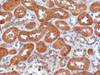 46-554 (10ug/ml) staining of paraffin embedded Human Kidney. Microwaved antigen retrieval with citrate buffer pH 6, HRP-staining. (Data have been obtained with 46-554 from a previous batch) .