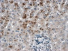 46-557 (2ug/ml) staining of paraffin embedded Human Liver. Steamed antigen retrieval with citrate buffer pH 6, HRP-staining.