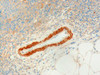 46-558 (3ug/ml) staining of paraffin embedded Human Lymph Node. Microwaved antigen retrieval with Tris/EDTA buffer pH9, HRP-staining.