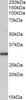 46-569 (1ug/ml) staining of Human Brain (Cerebellum) lysate (35ug protein in RIPA buffer) . Detected by chemiluminescence.