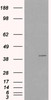 HEK293 overexpressing VPS26A and probed with 46-579 (mock transfection in first lane) .