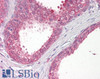 46-586 (3.75ug/ml) staining of paraffin embedded Human Placenta. Steamed antigen retrieval with citrate buffer pH 6, AP-staining.
