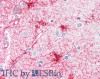 46-587 (0.3ug/ml) staining of Human Peripheral Blood Mononucleocyte lysate (35ug protein in RIPA buffer) . Detected by chemiluminescence.