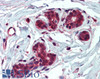 HEK293 overexpressing WIPF1 and probed with 46-596 (mock transfection in first lane) .