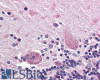 46-620 (0.3ug/ml) staining of lysates of cell line A431 (35ug protein in RIPA buffer) . Detected by chemiluminescence.