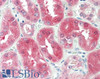 46-632 (0.3ug/ml) staining of Human Kidney lysate (35ug protein in RIPA buffer) . Detected by chemiluminescence.