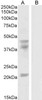 46-647 (0.5ug/ml) staining of Rat Testis lysate (35ug protein in RIPA buffer) . Primary incubation was 1 hour. Detected by chemiluminescence.