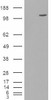 46-652 (3.8ug/ml) staining of paraffin embedded Human Kidney. Steamed antigen retrieval with citrate buffer pH 6, AP-staining.