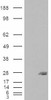 46-653 (4ug/ml) staining of paraffin embedded Human Kidney. Microwaved antigen retrieval with Tris/EDTA buffer pH9, HRP-staining.