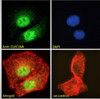 46-663 (0.01ug/ml) staining of Human Bone Marrow lysate (35ug protein in RIPA buffer) . Primary incubation was 1 hour. Detected by chemiluminescence.