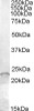 HEK293 overexpressing GCNT3 and probed with 46-664 (mock transfection in first lane) .