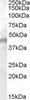 HEK293 overexpressing IGF2BP2 and probed with 46-675 (mock transfection in first lane) .