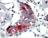 46-681 (6.5ug/ml) staining of paraffin embedded Human Thymus. Steamed antigen retrieval with citrate buffer pH 6, AP-staining.