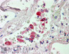 46-683 (0.3ug/ml) staining of Human Adipose lysate (35ug protein in RIPA buffer) . Primary incubation was 1 hour. Detected by chemiluminescence.