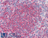 46-708 (3.75ug/ml) staining of paraffin embedded Human Placenta. Steamed antigen retrieval with citrate buffer pH 6, AP-staining.