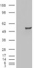 46-711 (0.5ug/ml) staining of HeLa cell nuclear lysate (35ug protein in RIPA buffer) . Primary incubation was 1 hour. Detected by chemiluminescence.