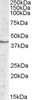 46-724 (2ug/ml) staining of Human Cerebellum lysate (35ug protein in RIPA buffer) . Detected by chemiluminescence.