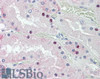46-729 (5ug/ml) staining of paraffin embedded Human Kidney. Steamed antigen retrieval with citrate buffer pH 6, AP-staining.