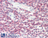 46-737 (2.5ug/ml) staining of paraffin embedded Human Spleen. Steamed antigen retrieval with citrate buffer pH 6, AP-staining.