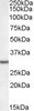 46-738 (3.75ug/ml) staining of paraffin embedded Human Tonsil. Steamed antigen retrieval with citrate buffer pH 6, AP-staining.