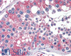 46-740 (5ug/ml) staining of paraffin embedded Human Testis. Steamed antigen retrieval with citrate buffer pH 6, AP-staining.