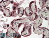 46-744 (0.1ug/ml) staining of Human Liver lysate (35ug protein in RIPA buffer) . Detected by chemiluminescence.