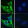 46-749 (0.1ug/ml) staining of Rat Brain lysate (35ug protein in RIPA buffer) . Primary incubation was 1 hour. Detected by chemiluminescence.