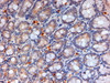 46-752 (3.75ug/ml) staining of paraffin embedded Human Liver. Steamed antigen retrieval with citrate buffer pH 6, AP-staining. <strong>This data is from a previous batch, not on sale.</strong>