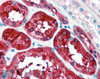 46-772 (1ug/ml) staining of Human Placenta lysate (35ug protein in RIPA buffer) . Primary incubation was 1 hour. Detected by chemiluminescence.