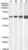 46-776 (2.5ug/ml) staining of paraffin embedded Human Skeletal Muscle. Steamed antigen retrieval with citrate buffer pH 6, AP-staining.