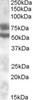 46-794 (0.05ug/ml) staining of A549 lysate (35ug protein in RIPA buffer) . Primary incubation was 1 hour. Detected by chemiluminescence.