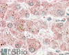 46-795 (3.8ug/ml) staining of paraffin embedded Human Testis. Steamed antigen retrieval with citrate buffer pH 6, AP-staining.