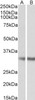 46-802 (2ug/ml) staining of paraffin embedded Human Small Intestine. Steamed antigen retrieval with citrate buffer pH 6, AP-staining.