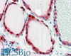 46-868 (3.75ug/ml) staining of paraffin embedded Human Breast. Steamed antigen retrieval with citrate buffer pH 6, AP-staining.