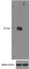 46-870 (2.5ug/ml) staining of paraffin embedded Human Thymus. Steamed antigen retrieval with citrate buffer pH 6, AP-staining.