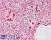 46-889 (0.1μg/ml) staining of Mouse Eye lyaste (35ug protein in RIPA buffer) . Primary incubation was 1 hour. Detected by chemiluminescence.