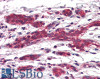 46-899 (2ug/ml) staining of paraffin embedded Human Cerebellum. Steamed antigen retrieval with citrate buffer pH 6, AP-staining.