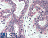 46-903 (3.8ug/ml) staining of paraffin embedded Human Liver-. Steamed antigen retrieval with citrate buffer pH 6, AP-staining.