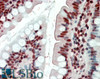 46-928 (1ug/ml) staining of Human Lung lysate (35ug protein in RIPA buffer) . Primary incubation was 1 hour. Detected by chemiluminescence.