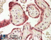 46-934 (1ug/ml) staining of Human Skeletal Muscle lysate (35ug protein in RIPA buffer) . Primary incubation was 1 hour. Detected by chemiluminescence.